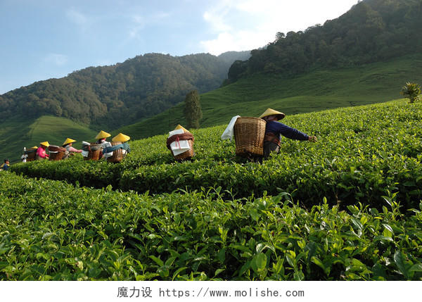 山下有一群正在采茶的农夫传统二十四节气24节气谷雨